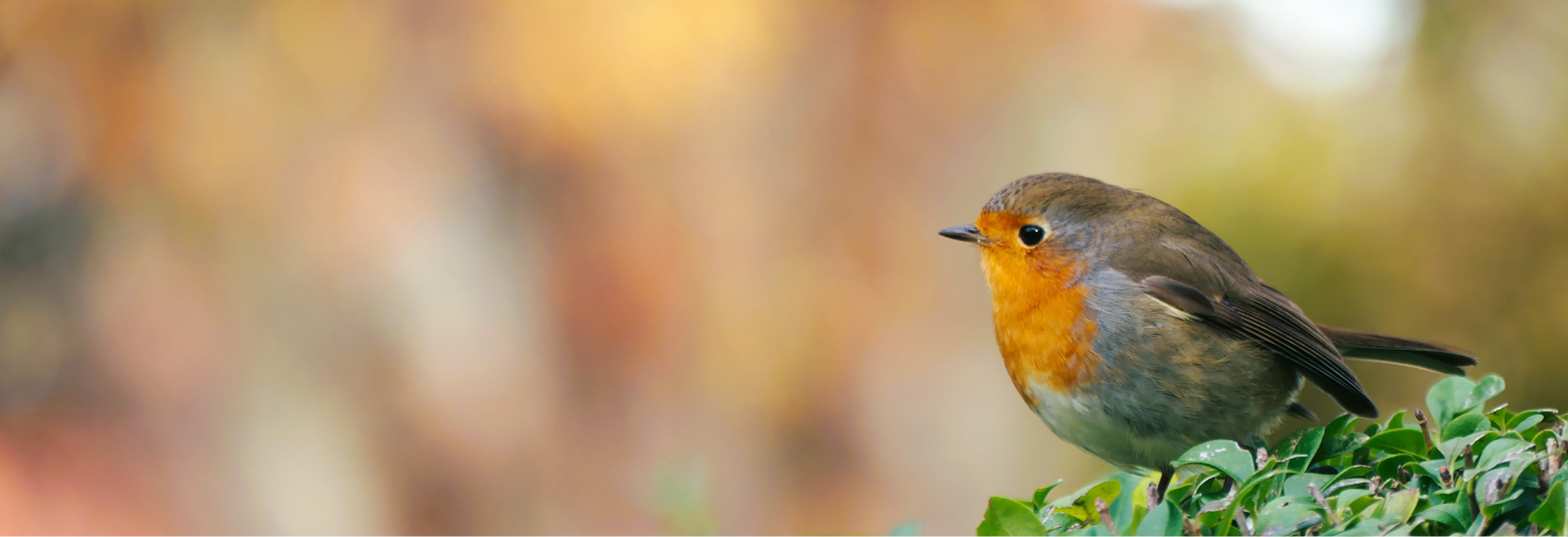Aufgeplustertes Rotkehlchen auf einem Busch