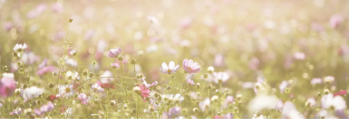 Blumenwiese im Sonnenlicht