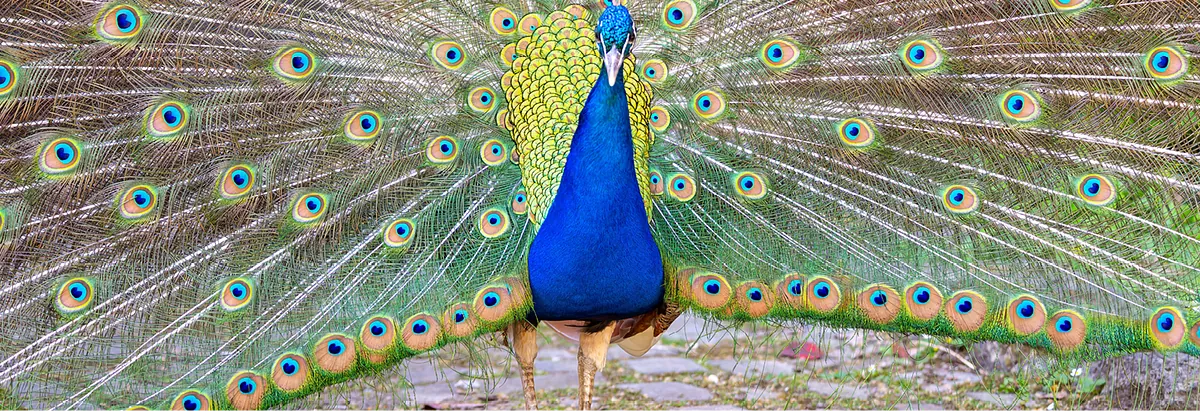 Bunter Pfau